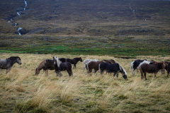 Ponies near Borgarbyggð