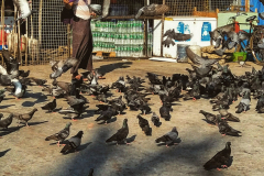 Man feeding pigeons