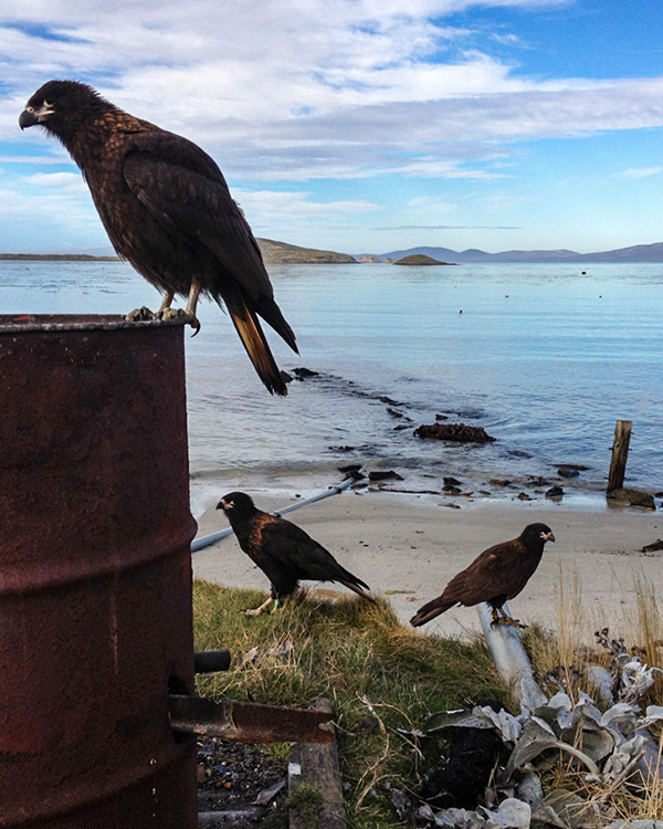 Meet Johnny Rook, the world's smartest bird of prey - The Vagabond