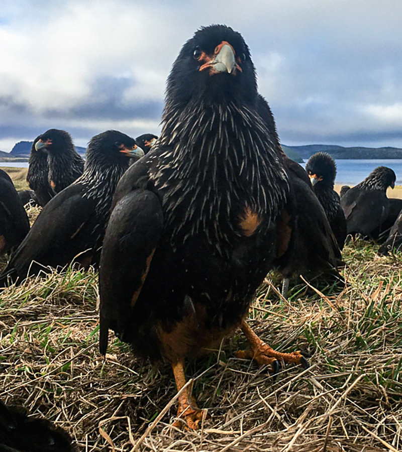 Meet Johnny Rook, the world's smartest bird of prey - The Vagabond