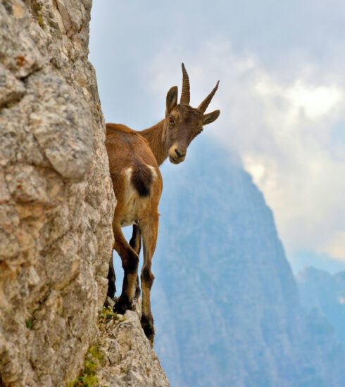 Italian Ibex standing on rock face (Stefano Zocca/Unsplash